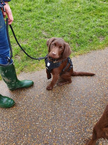 Customer photo review of Ragnar Harness