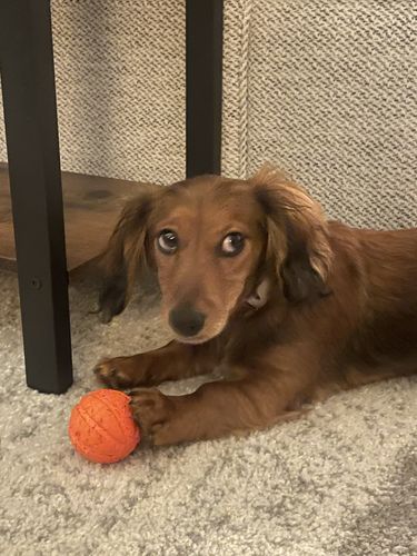 Customer photo review of Liker - a truly safe and durable ball for dogs