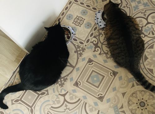 Avis photo d'un client sur Pâtée Chat Stérilisé Sans Céréales - Saumon