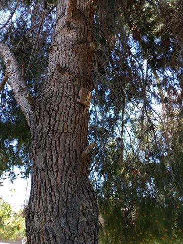 Customer photo review of Dog Silencer® MAX