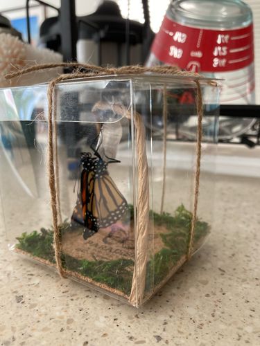 Customer photo review of Classic Live Monarch Butterfly Chrysalis Box