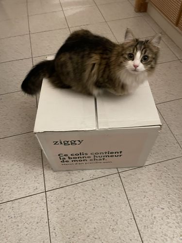 Avis photo d'un client sur Pâtée Chaton Sans Céréales - Boeuf