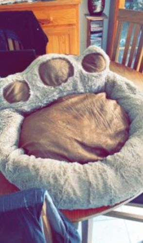 Customer photo review of Pretty Little Paws' Dog/Cat Bed