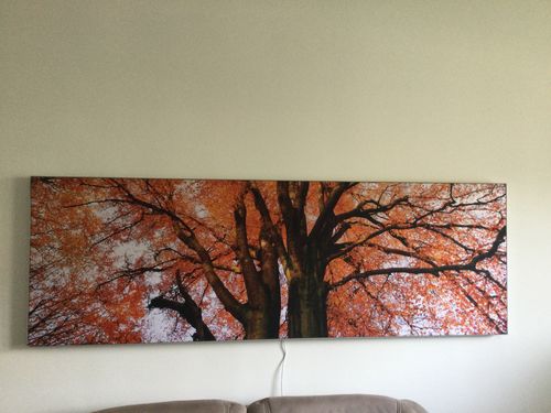 Customer photo review of Leuchtbild | Alte Buche | Panorama