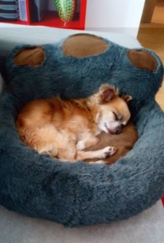 Customer photo review of Pretty Little Paws' Dog/Cat Bed