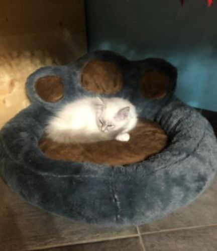 Customer photo review of Pretty Little Paws' Dog/Cat Bed