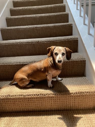 Customer photo review of Grain & Gluten-Free Pumpkin Biscuit Dog Treats