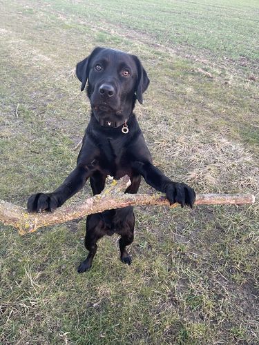 Customer photo review of Fenrir Apex Dog Food