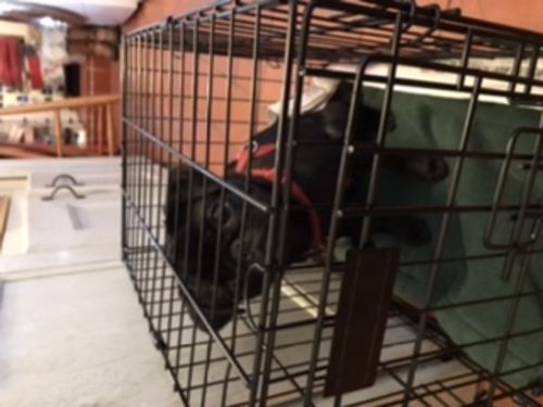 Customer photo review of Dog Crate, Heavy Duty Dog Cage With 2 Doors