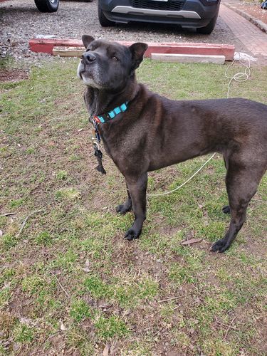 Customer photo review of Waterproof glowing in the dark dog collar