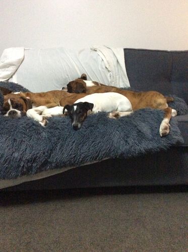 Customer photo review of Calming Couch Bed