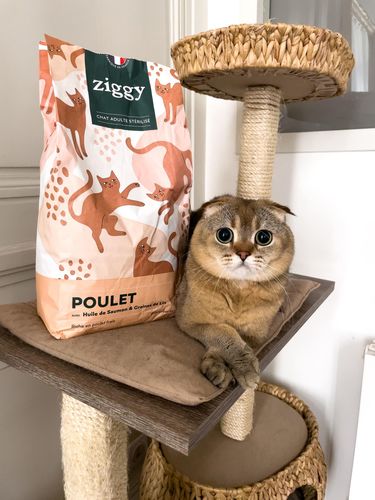 Avis photo d'un client sur Croquettes Chat Stérilisé Sans Céréales - Poulet