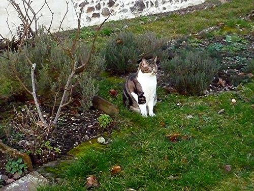 Avis photo d'un client sur Croquettes Chat Stérilisé Sans Céréales - Poulet