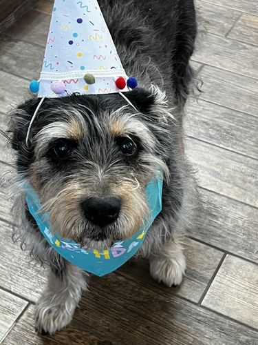 Customer photo review of CBD Pet Treats