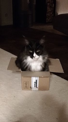 Avis photo d'un client sur Pâtée Chat Stérilisé Sans Céréales - Saumon