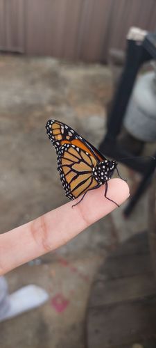 Customer photo review of Classic Live Monarch Butterfly Chrysalis Box