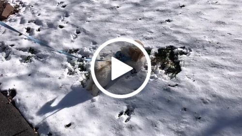 Customer video review of Signature Tin