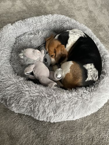 Customer photo review of Calming Donut Bed - Husky Grey