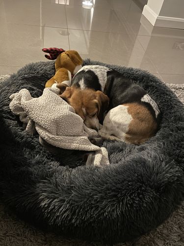 Customer photo review of Calming Donut Bed - Frenchie Blue