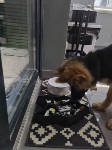 Customer photo review of Fenrir Apex Dog Food