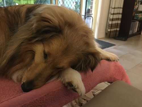 Customer photo review of Tips & Toes - Nose and Paw Balm
