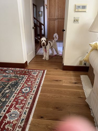 Customer photo review of BarkWise™ Complete