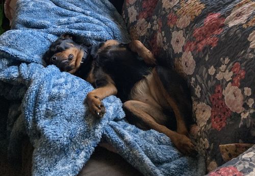 Customer photo review of Pet Tincture 500mg Isolate CBD