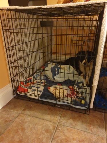 Customer photo review of Dog Crate, Heavy Duty Dog Cage With 2 Doors