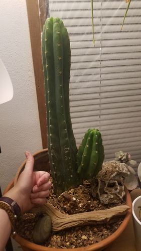 Customer photo review of San Pedro Cactus | Echinopsis pachanoi