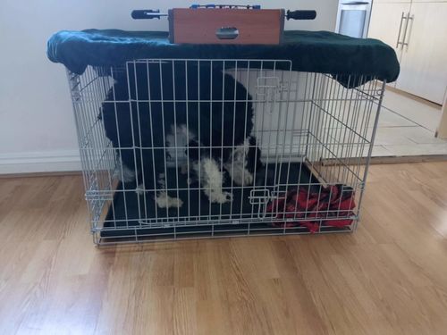 Customer photo review of The Perfect Canine Companion Boot Camp