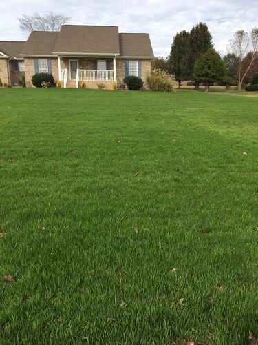 Customer photo review of GCI Turf Type Tall fescue Grass Seed