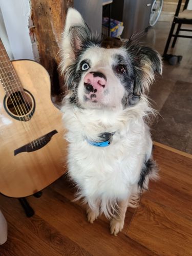 Customer photo review of Collier Anti Aboiement PuppySafe