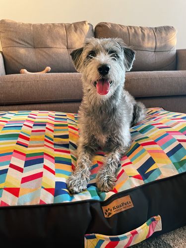 Customer photo review of Cama para Perro Diseño KuaPets