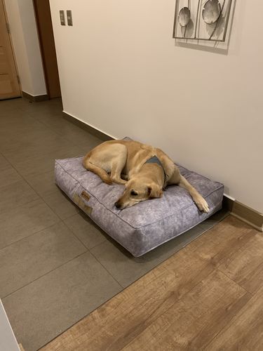 Customer photo review of CAMA DE PERRO KUAPETS MODELO ORIGEN GRIS NUBE
