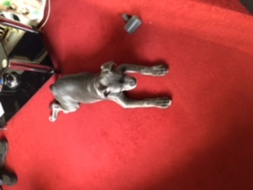 Customer photo review of The Fenrir Hammer