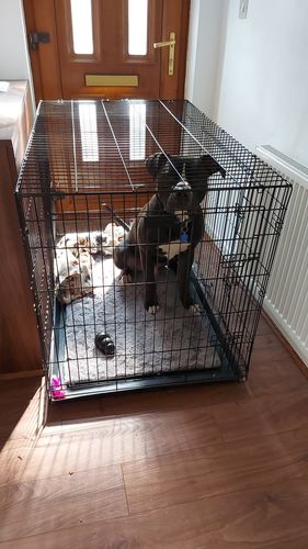 Customer photo review of Dog Crate, Heavy Duty Dog Cage With 2 Doors