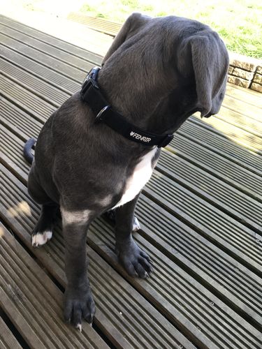 Customer photo review of Ragnar Dog Collar