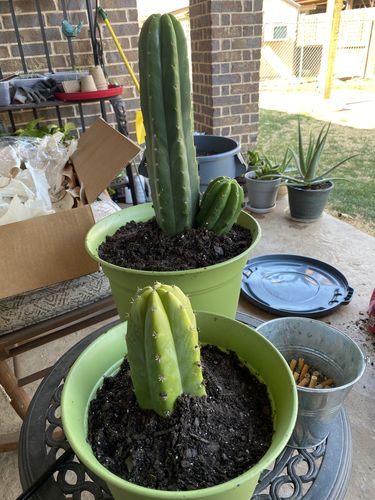 Customer photo review of San Pedro Cactus | Medium | Echinopsis pachanoi