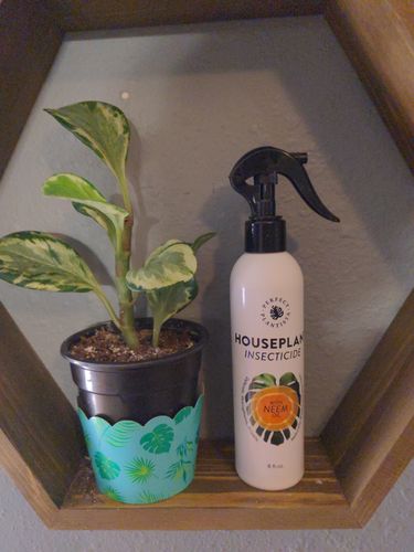 Customer photo review of Houseplant Insecticide w/ Neem