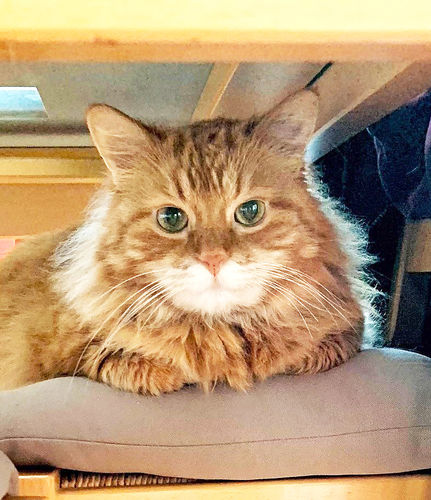 Avis photo d'un client sur Croquettes Chat Stérilisé Sans Céréales - Poulet