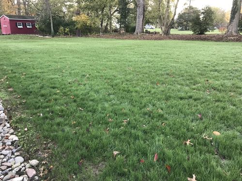 Customer photo review of GCI Turf Type Tall fescue Grass Seed