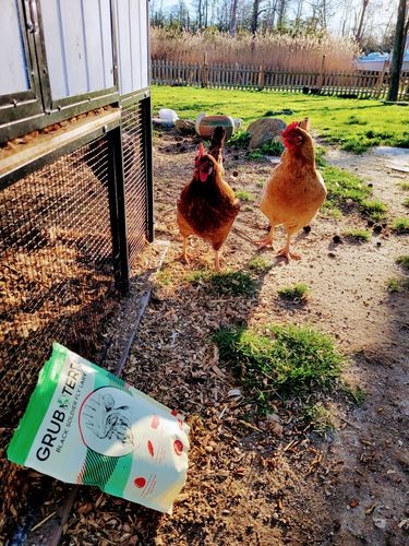 Customer photo review of GrubTerra Dried Black Soldier Fly Larvae