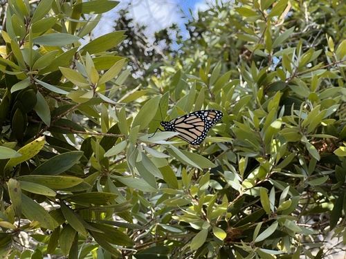 Customer photo review of Classic Live Monarch Butterfly Chrysalis Box