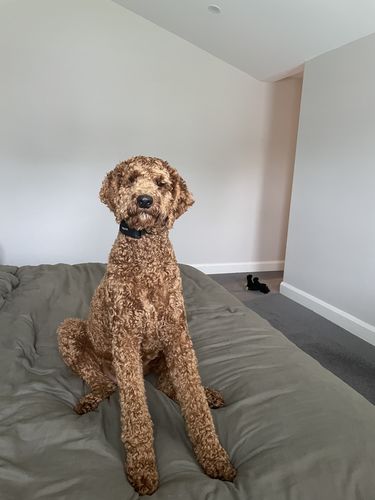 Customer photo review of BarkWise™ Complete