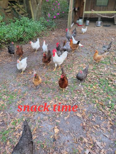 Customer photo review of GrubTerra Dried Larvae