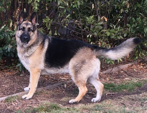 Customer photo review of Dog Silencer® MAX