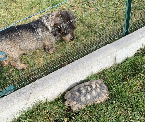 Customer photo review of Collier Anti Aboiement PuppySafe