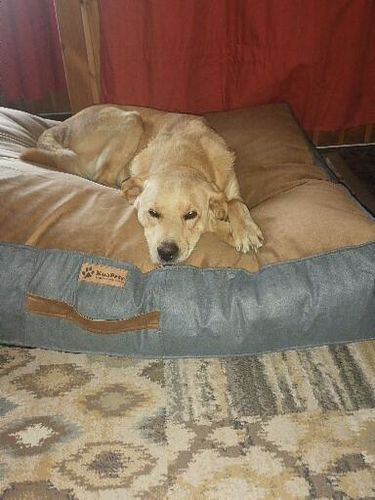 Customer photo review of CAMA ORIGEN CAFE-GRIS