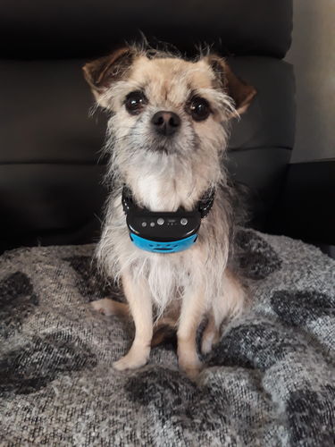 Customer photo review of Collier Anti Aboiement PuppySafe