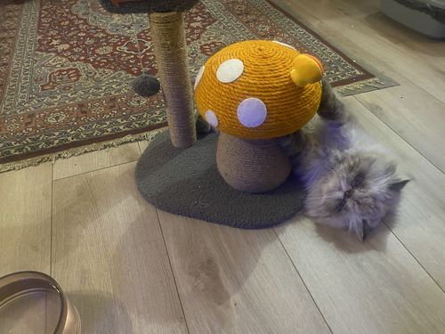 Customer photo review of Colourful Mushroom Small Cat Tree